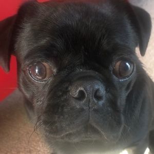 Meet your Posher, P & m